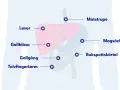 Illustration av matsmältningsorganen med markeringar för lever, gallblåsa, gallgång, tolvfingertarm, matstrupe, magsäck och bukspottkörtel. Dessa kan visa tecken på att levern mår dåligt.