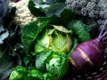 En korg fylld med färska grönsaker: spetskål nyttigt, blomkål, broccoli och kålrabbi.