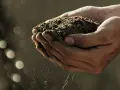 Händer håller jord. Kan humussyra biverkningar vara en del av naturens kretslopp?