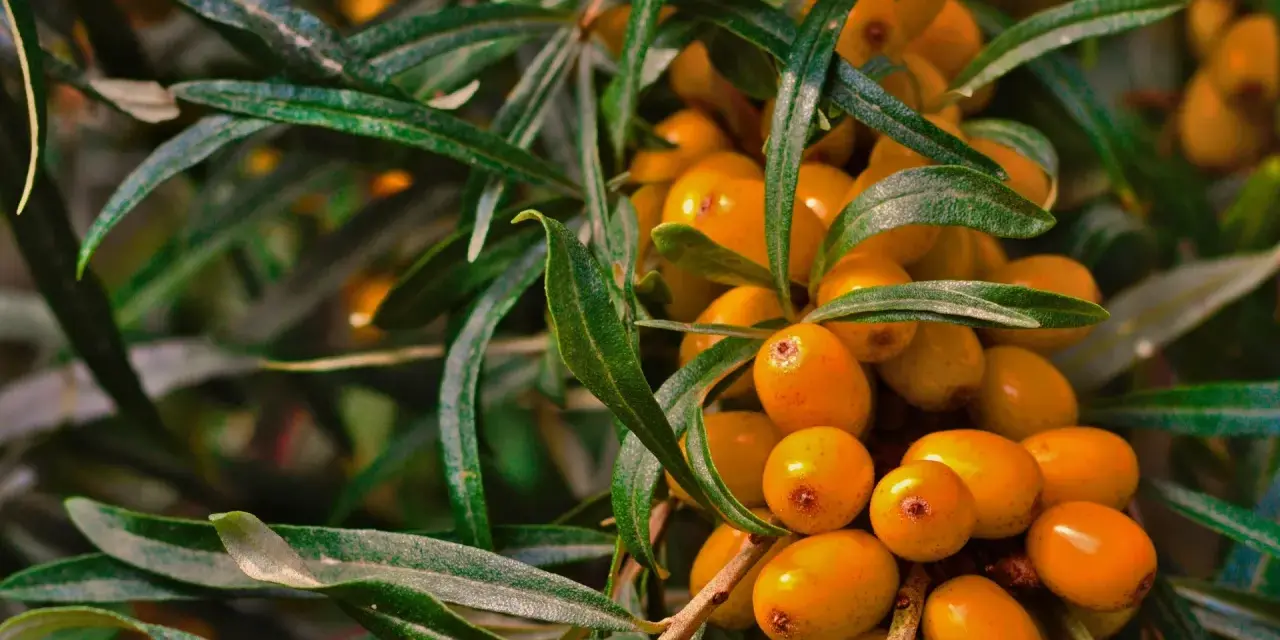 Havtornsklasar med sina orange bär. Tänk på att havtorn biverkningar kan förekomma, men bären är rika på vitaminer.