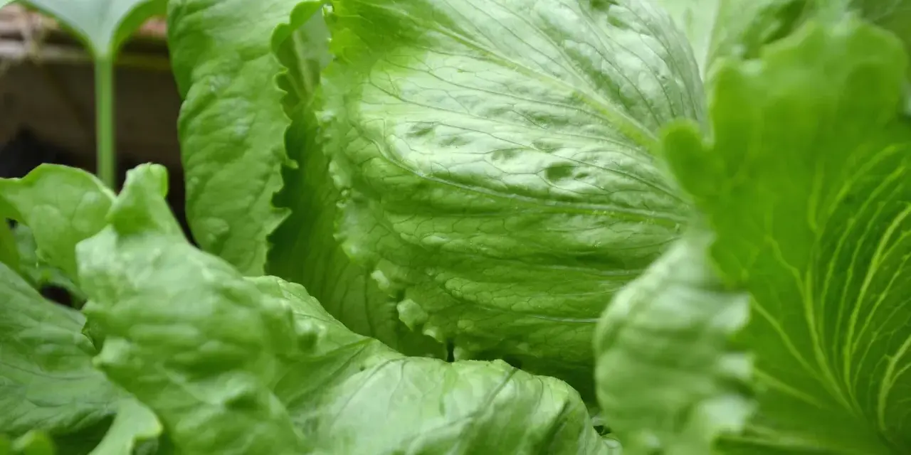 Närbild på en krispig isbergssallad. Denna gröna bladgrönsak är inte bara god, utan också nyttig och full av vitaminer.
