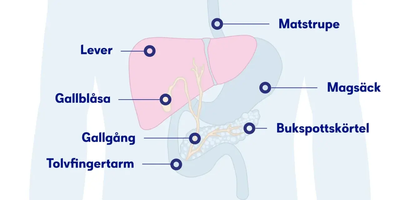 Illustration av matsmältningsorganen med markeringar för lever, gallblåsa, gallgång, tolvfingertarm, matstrupe, magsäck och bukspottkörtel. Dessa kan visa tecken på att levern mår dåligt.