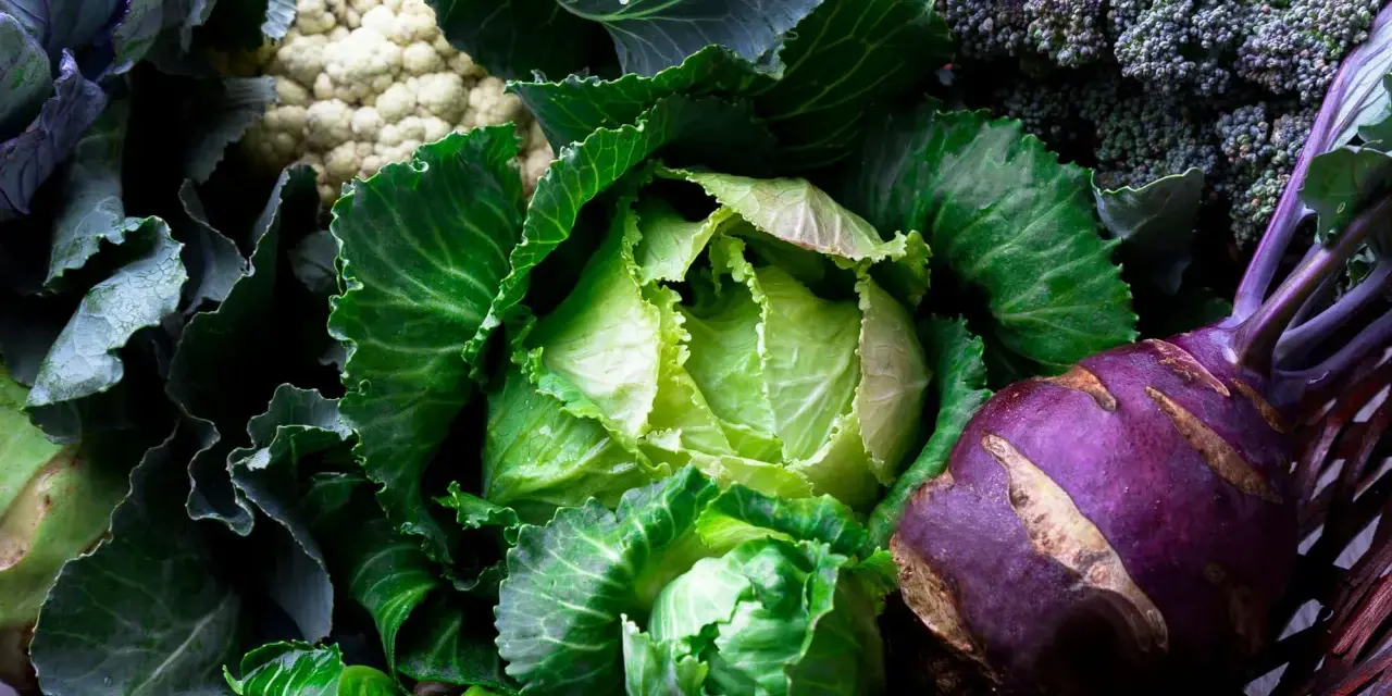 En korg fylld med färska grönsaker: spetskål nyttigt, blomkål, broccoli och kålrabbi.
