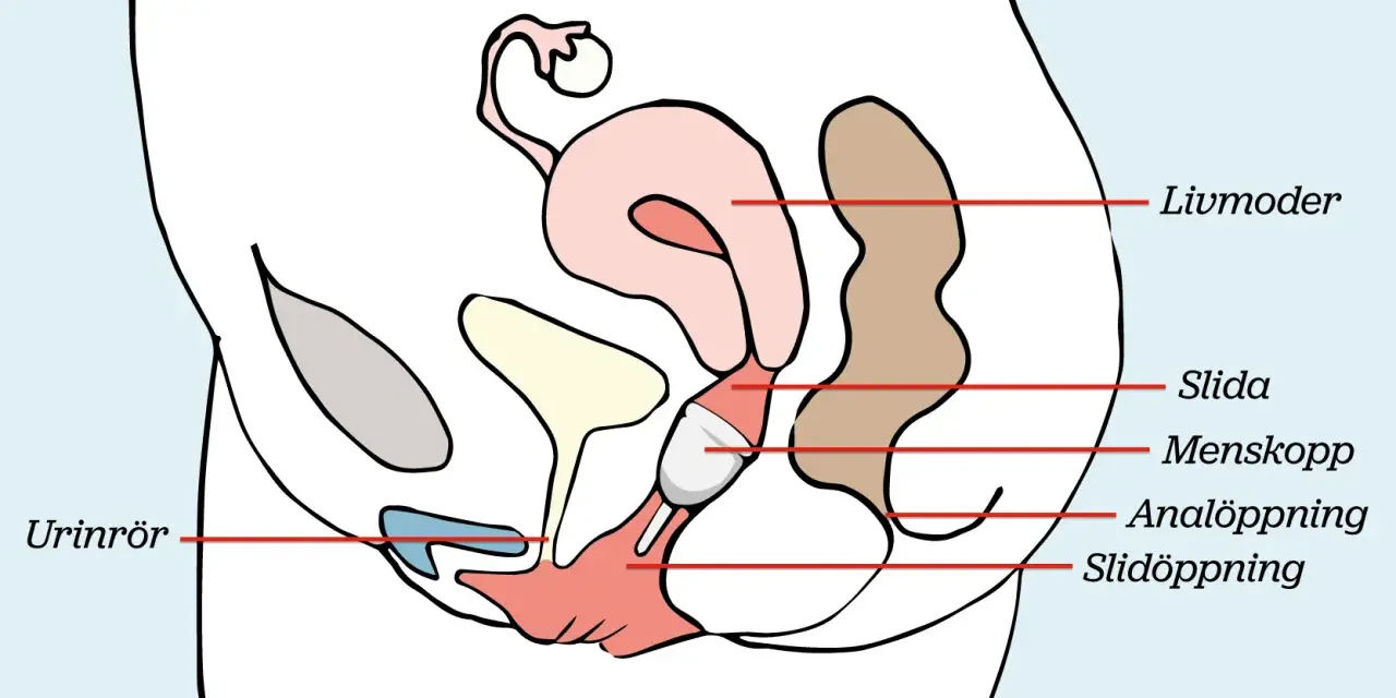 Illustration av kvinnans anatomi med en menskopp placerad i slidan. Enkel och tydlig för att förstå hur man kan bada med menskopp.