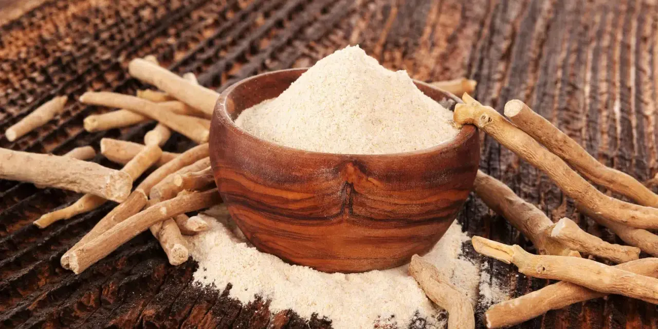 Ashwagandha-pulver i en träskål omgivet av rötter. Ett naturligt stöd för kvinnor under klimakteriet.