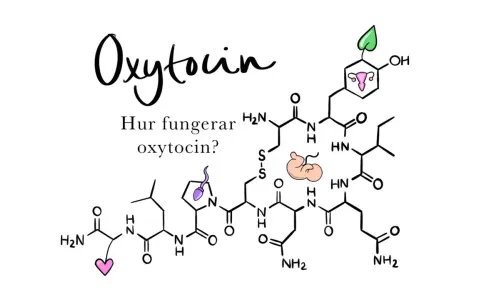 Bilden visar den kemiska strukturen för oxytocin, med symboler för fortplantning och kärlek. Texten "Hur fungerar oxytocin?" ställer en fråga om detta viktiga hormon.
