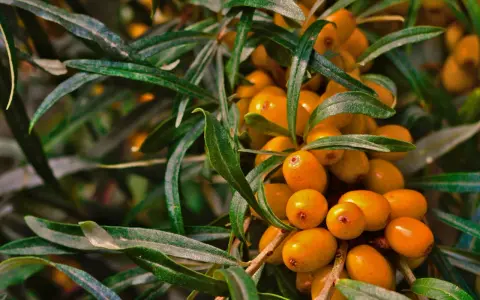 Havtornsklasar med sina orange bär. Tänk på att havtorn biverkningar kan förekomma, men bären är rika på vitaminer.