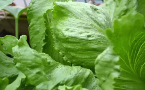 Närbild på en krispig isbergssallad. Denna gröna bladgrönsak är inte bara god, utan också nyttig och full av vitaminer.