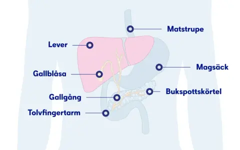 Illustration av matsmältningsorganen med markeringar för lever, gallblåsa, gallgång, tolvfingertarm, matstrupe, magsäck och bukspottkörtel. Dessa kan visa tecken på att levern mår dåligt.