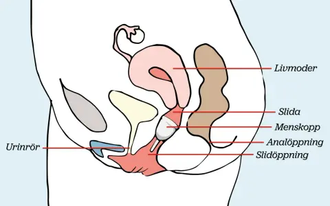Illustration av kvinnans anatomi med en menskopp placerad i slidan. Enkel och tydlig för att förstå hur man kan bada med menskopp.