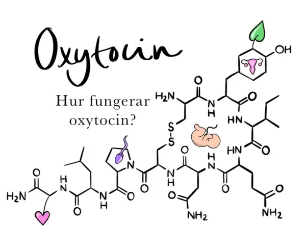 Bilden visar den kemiska strukturen för oxytocin, med symboler för fortplantning och kärlek. Texten "Hur fungerar oxytocin?" ställer en fråga om detta viktiga hormon.