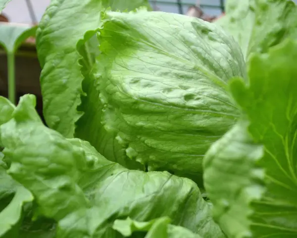 Närbild på en krispig isbergssallad. Denna gröna bladgrönsak är inte bara god, utan också nyttig och full av vitaminer.