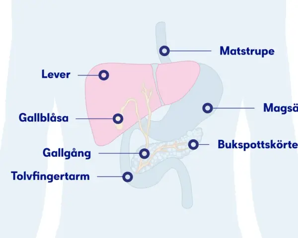 Illustration av matsmältningsorganen med markeringar för lever, gallblåsa, gallgång, tolvfingertarm, matstrupe, magsäck och bukspottkörtel. Dessa kan visa tecken på att levern mår dåligt.