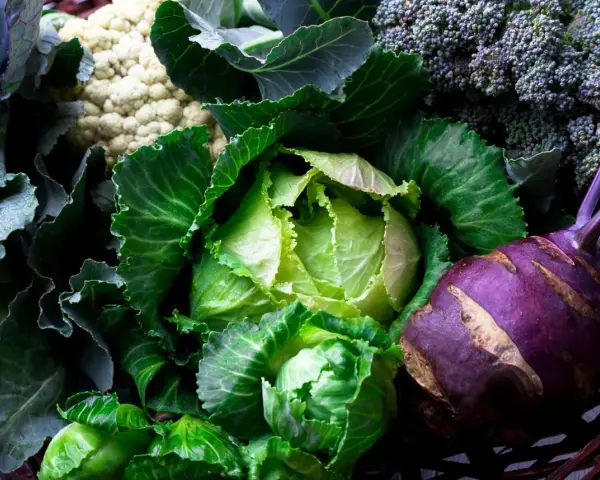 En korg fylld med färska grönsaker: spetskål nyttigt, blomkål, broccoli och kålrabbi.