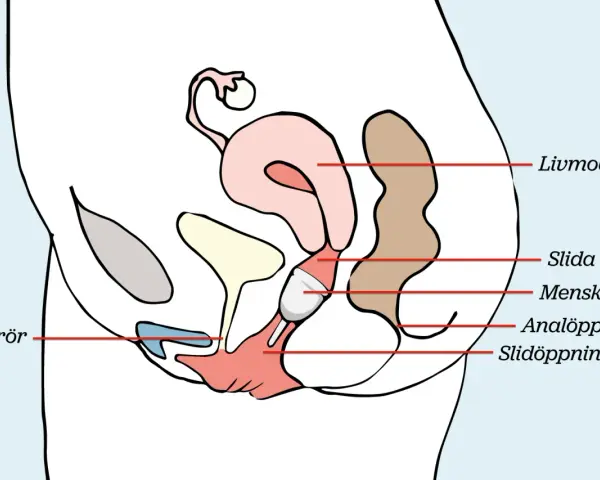 Illustration av kvinnans anatomi med en menskopp placerad i slidan. Enkel och tydlig för att förstå hur man kan bada med menskopp.