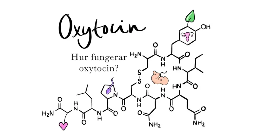 Bilden visar den kemiska strukturen för oxytocin, med symboler för fortplantning och kärlek. Texten "Hur fungerar oxytocin?" ställer en fråga om detta viktiga hormon.