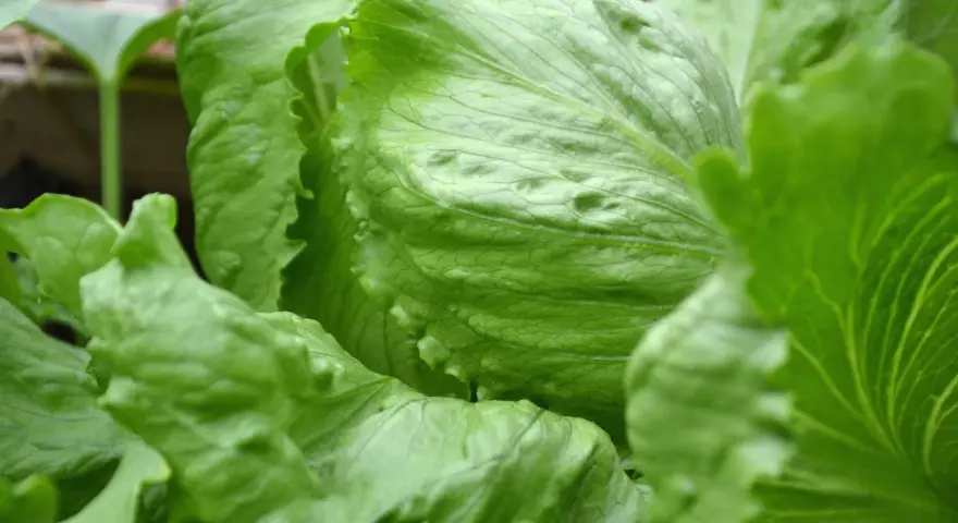 Närbild på en krispig isbergssallad. Denna gröna bladgrönsak är inte bara god, utan också nyttig och full av vitaminer.