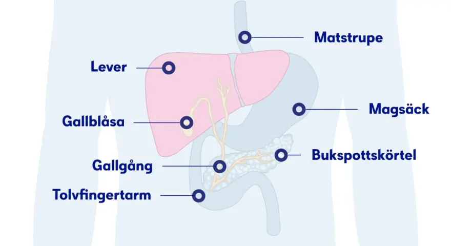 Illustration av matsmältningsorganen med markeringar för lever, gallblåsa, gallgång, tolvfingertarm, matstrupe, magsäck och bukspottkörtel. Dessa kan visa tecken på att levern mår dåligt.