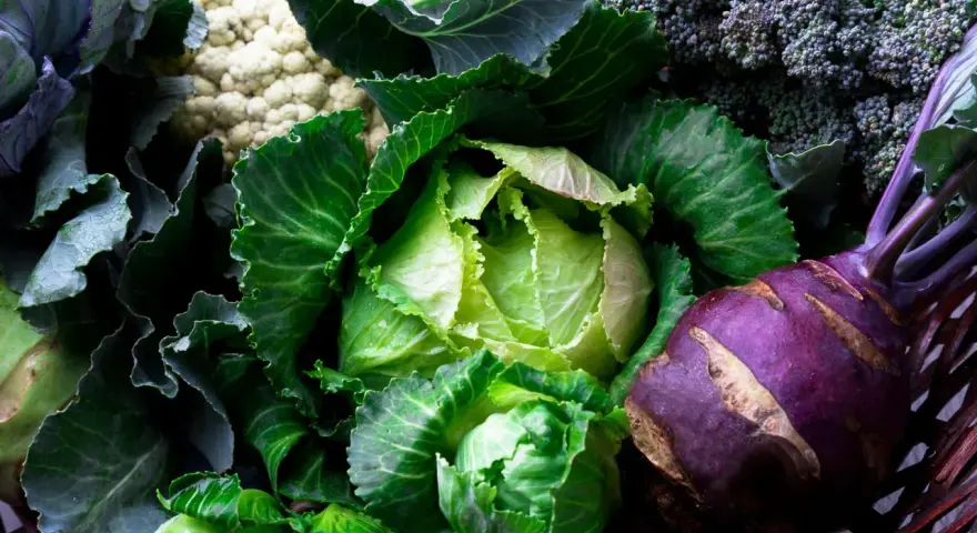En korg fylld med färska grönsaker: spetskål nyttigt, blomkål, broccoli och kålrabbi.