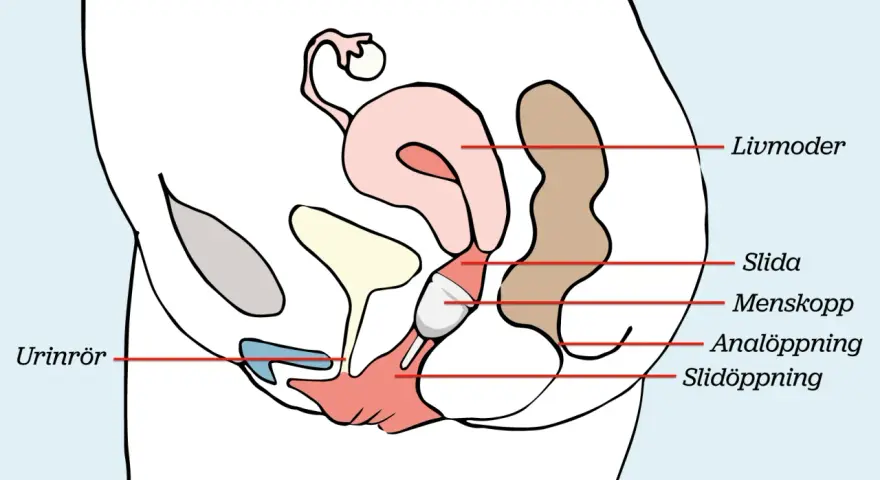 Illustration av kvinnans anatomi med en menskopp placerad i slidan. Enkel och tydlig för att förstå hur man kan bada med menskopp.