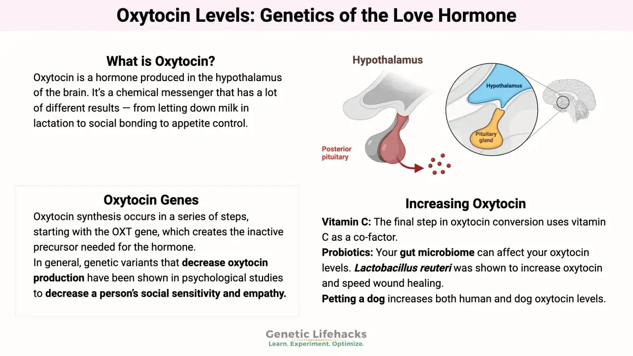 Bilden f&ouml;rklarar oxytocin svenska, hur det produceras i hj&auml;rnan, dess gener och hur man kan &ouml;ka niv&aring;erna, t.ex. genom att klappa en hund.