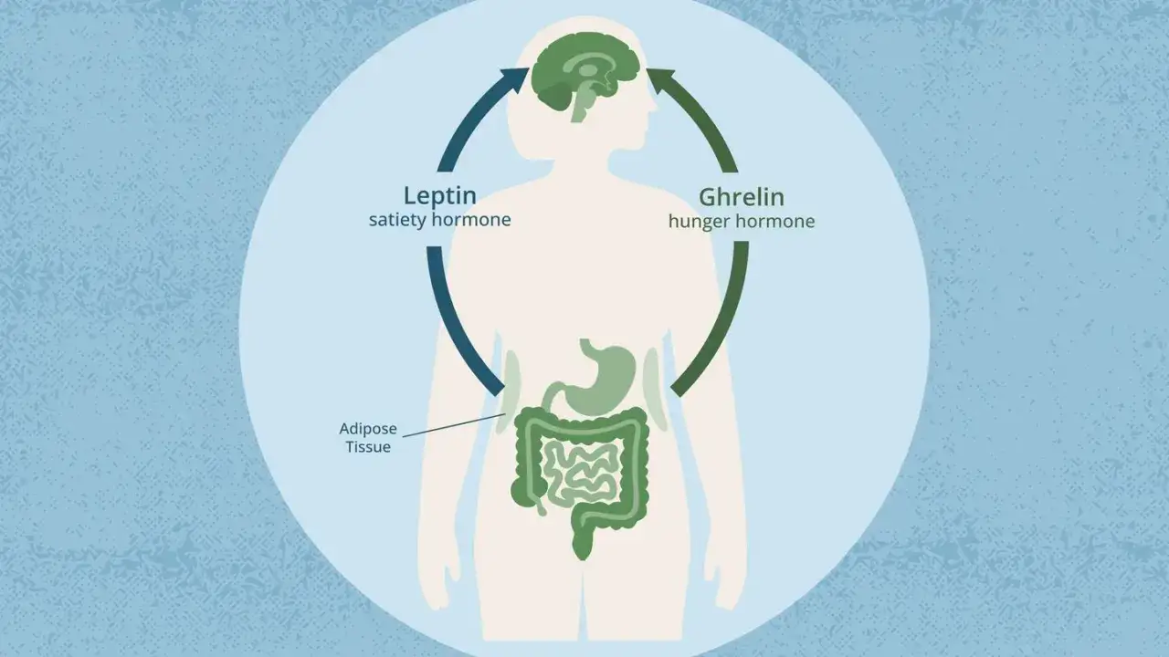 Illustration visar hur leptin och ghrelin, hormoner som p&aring;verkar m&auml;ttnad och hunger, samverkar med hj&auml;rnan och mag-tarmkanalen. Detta kan f&ouml;rklara varf&ouml;r det &auml;r sv&aring;rt att g&aring; ner i vikt hormoner.