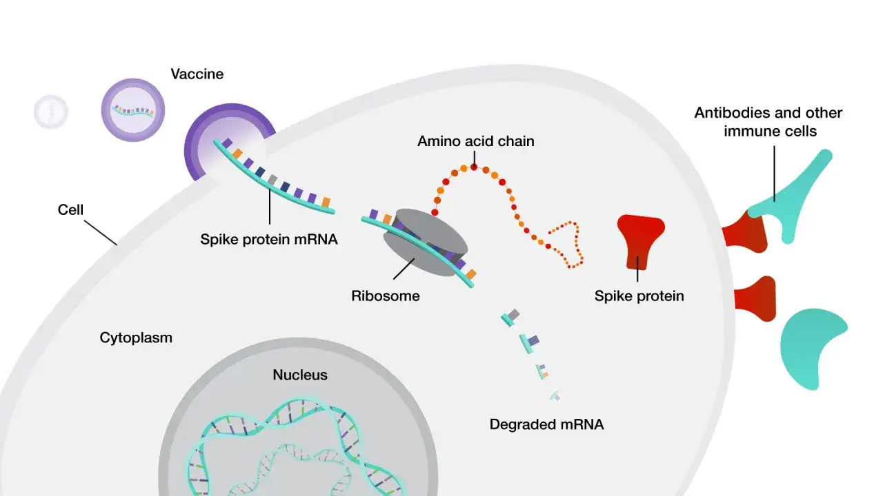mRNA vaccin levererar instruktioner till cellen f&ouml;r att skapa spikproteiner, vilket stimulerar immunf&ouml;rsvaret.