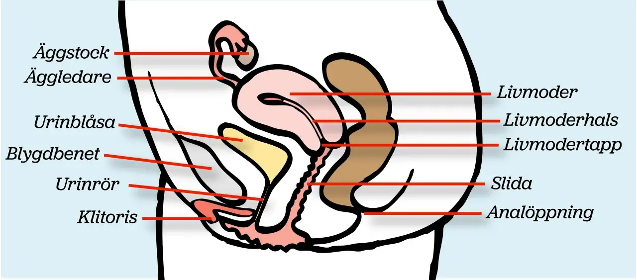 Illustration av kvinnans reproduktionsorgan, inklusive livmoder, &auml;ggstockar och slida. Kan ge en k&auml;nsla av svider efter samlag.