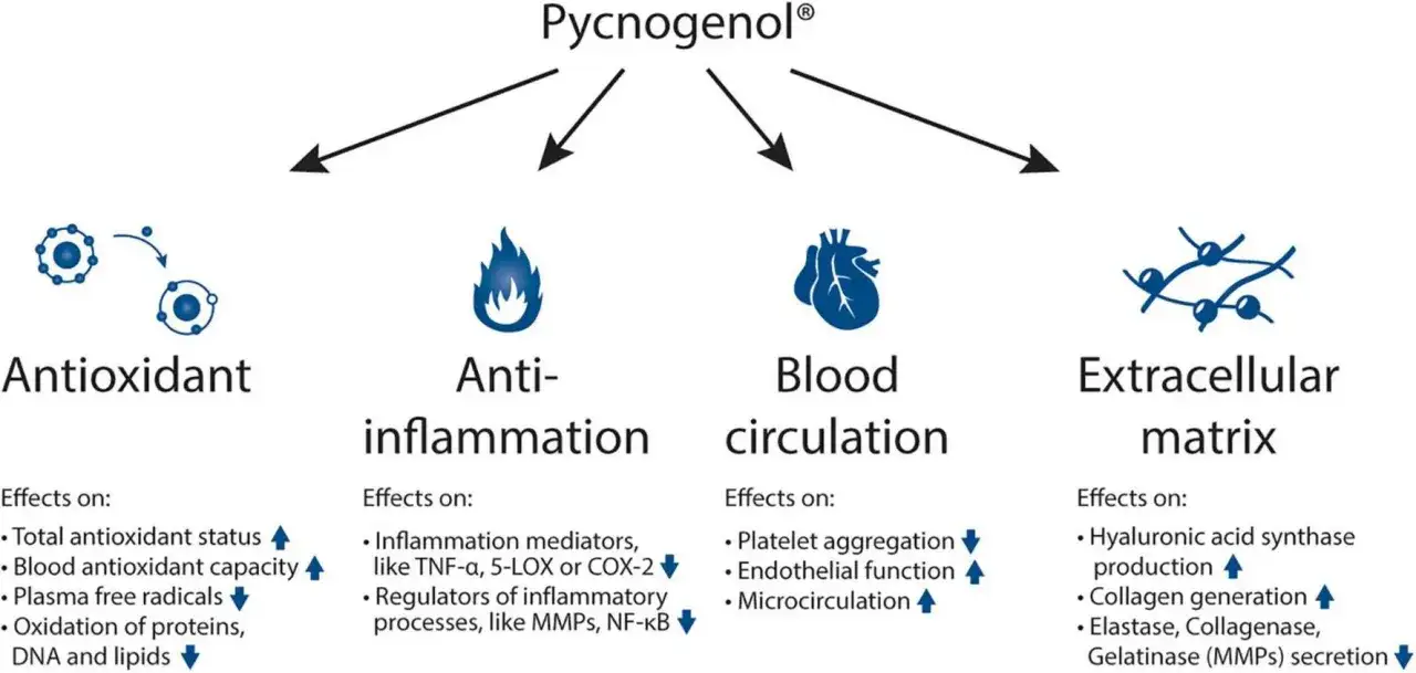 Diagram visar Pycnogenols effekter: antioxidant, anti-inflammation, blodcirkulation, extracellul&auml;r matrix. Inga biverkningar n&auml;mns.