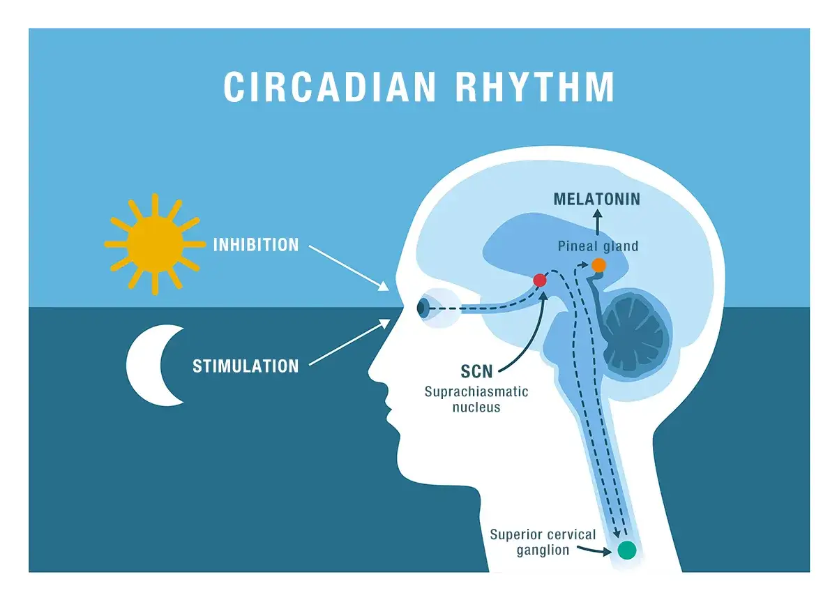 Illustration av cirkadisk rytm: sol hämmar melatonin, måne stimulerar. Förstå melatonin biverkningar genom att se hur ljus påverkar kroppen.